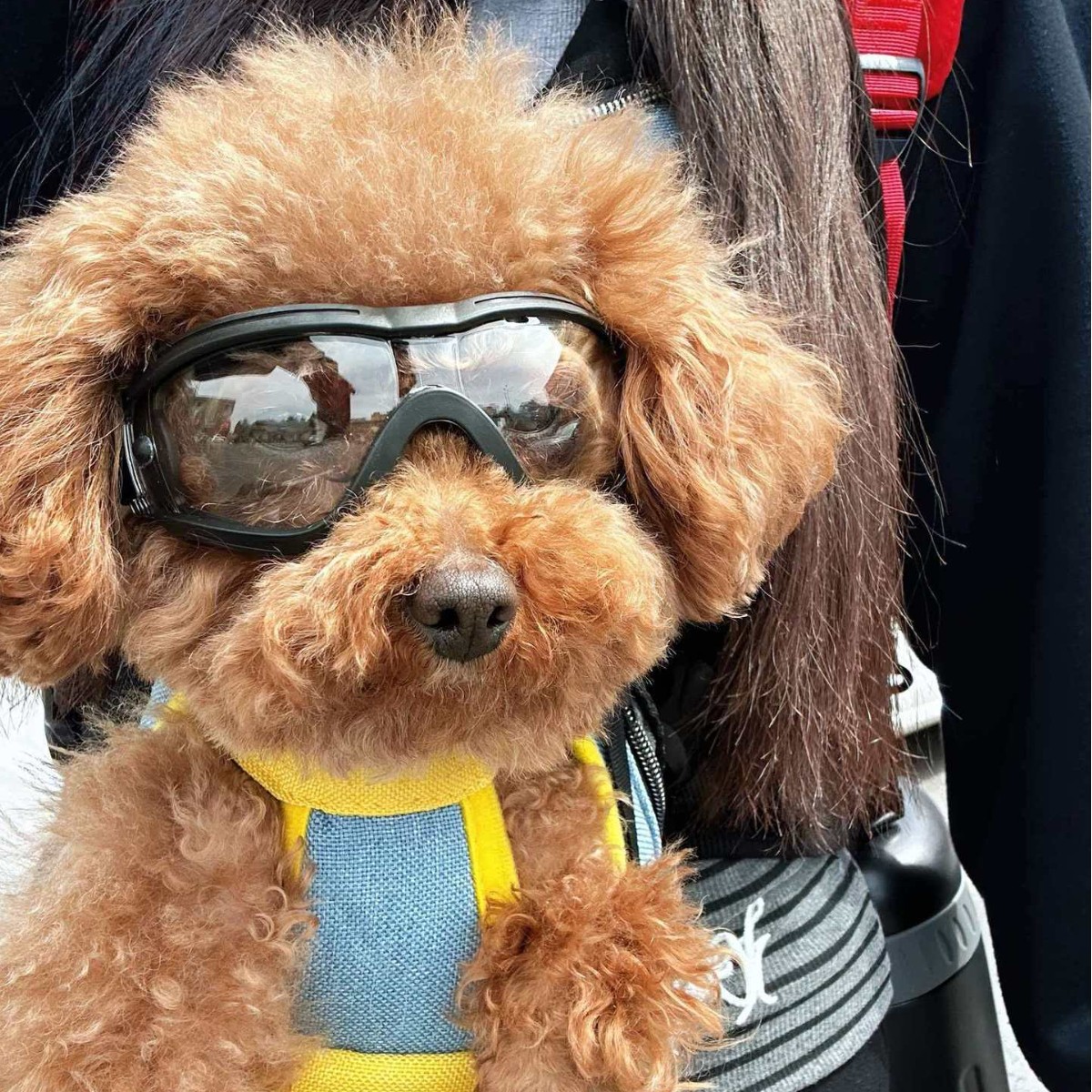 조절 가능한 TPU 강아지 선글라스 UV 차단 소형 애 - Snow Goggle Uv 리뷰 및 가격